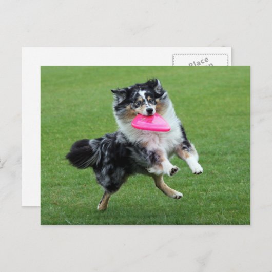 australische herder bij frisbee briefkaart (Voorkant / Achterkant)