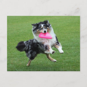 australische herder bij frisbee briefkaart