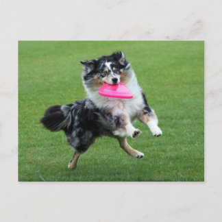 australische herder bij frisbee briefkaart
