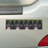 Australische herder black tri bumpersticker (Op auto)