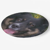 Australische herder black tri papieren bordje (Gekanteld)