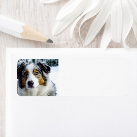 Australische herder blauw merle 3 etiket (Insitu)