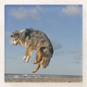 australische herder blauwe merle bij strandspringe glazen onderzetter