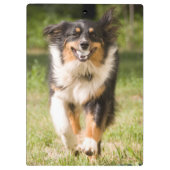 Australische herder die met bal speelt klembord (Achterkant)