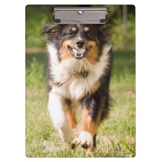 Australische herder die met bal speelt klembord (Voorkant)