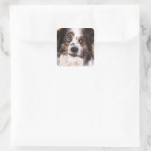 Australische herder hond olie schilderij kunst vierkante sticker (Tas)