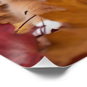 Australische herder in herfst laat Herfst inspirer Perfect Poster (Hoek)