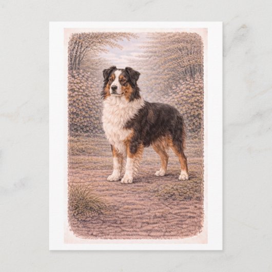 Australische herder in vintage-stijl briefkaart (Voorkant)
