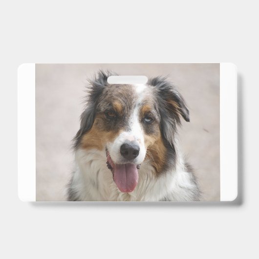 Australische herder Merle Badge (Voorzijde)