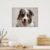 Australische herder Merle Poster (Keuken)