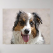 Australische herder Merle Poster (Voorkant)