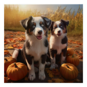 Australische Herder Puppy Herfst Delight Pompoen Perfect Poster