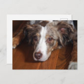 australische herder red merle plat leggen briefkaart (Voorkant / Achterkant)