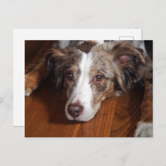 australische herder red merle plat leggen briefkaart (Voorkant / Achterkant)