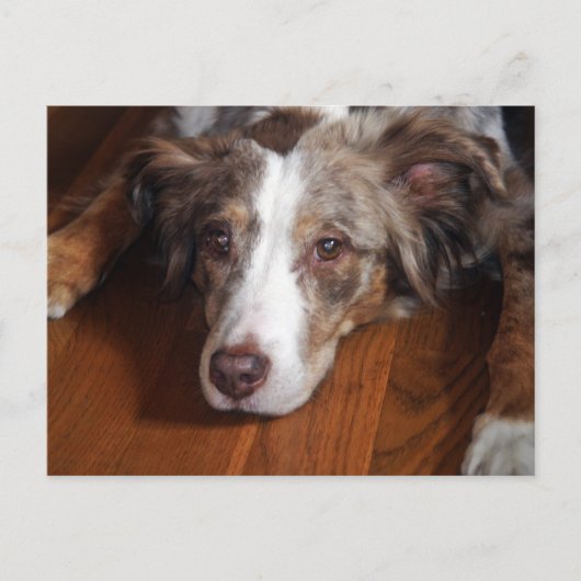 australische herder red merle plat leggen briefkaart (Voorkant)