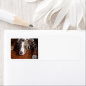australische herder red merle plat leggen etiket (Insitu)
