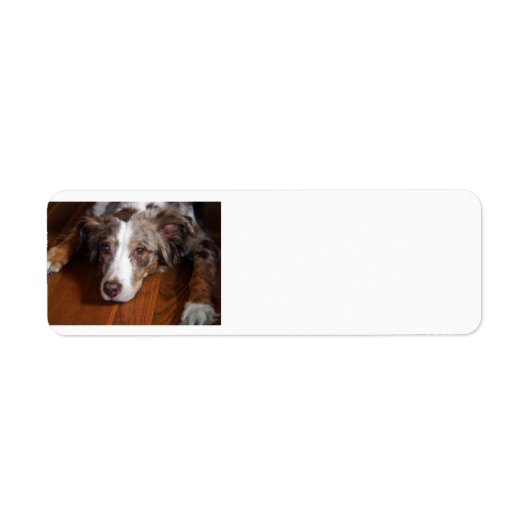 australische herder red merle plat leggen etiket (Voorkant)