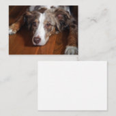 australische herder red merle plat leggen notitiekaartje (Voorkant / Achterkant)
