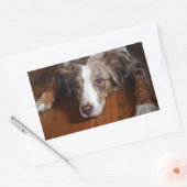 australische herder red merle plat leggen rechthoekige sticker (Envelop)