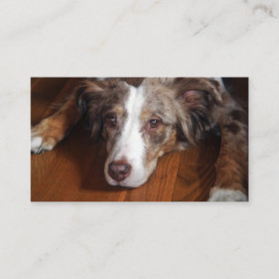 australische herder red merle plat leggen visitekaartje