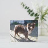 Australische_Herder_Rode driekleur vol Briefkaart (Staand voorkant)