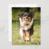 Australische herder speelt met bal briefkaart (Voorkant / Achterkant)