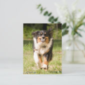 Australische herder speelt met bal briefkaart (Staand voorkant)