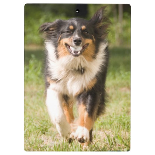 Australische herder speelt met bal klembord (Achterkant)