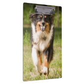 Australische herder speelt met bal klembord (Rechts)