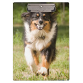 Australische herder speelt met bal klembord (Voorkant)