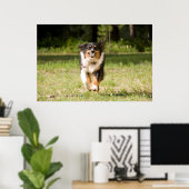 Australische herder speelt met bal poster (Thuiskantoor)