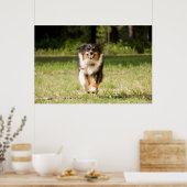 Australische herder speelt met bal poster (Keuken)