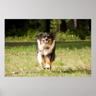 Australische herder speelt met bal poster