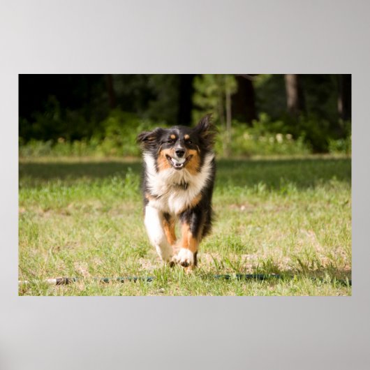 Australische herder speelt met bal poster (Voorkant)