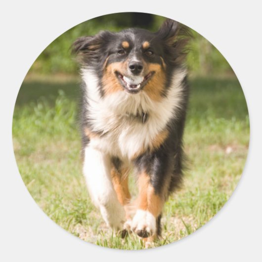 Australische herder speelt met bal ronde sticker (Voorkant)