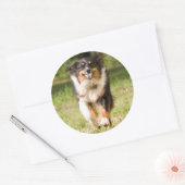 Australische herder speelt met bal ronde sticker (Envelop)