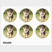 Australische herder speelt met bal ronde sticker (Vel)