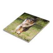 Australische herder speelt met bal tegeltje (Zijkant)