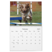 Australische herderbehendigheid 18 maanden Wall Ag Kalender (Feb 2027)