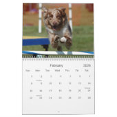 Australische herderbehendigheid 18 maanden Wall Ag Kalender (Feb 2026)