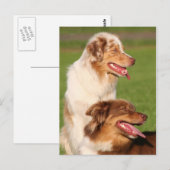 australische herders briefkaart (Voorkant / Achterkant)