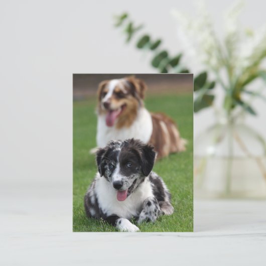 australische herders briefkaart (Staand voorkant)