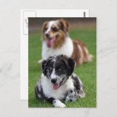 australische herders briefkaart (Voorkant / Achterkant)