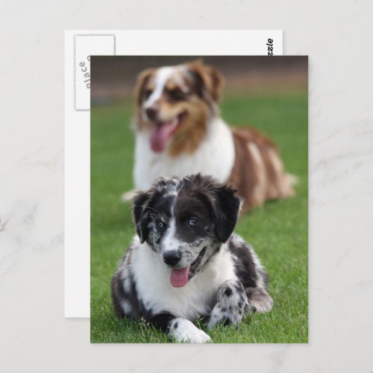 australische herders briefkaart (Voorkant / Achterkant)