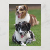 australische herders briefkaart (Voorkant)