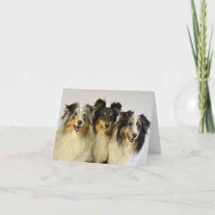 Australische Herdershond Aussie Hond Hallo Liefde Kaart