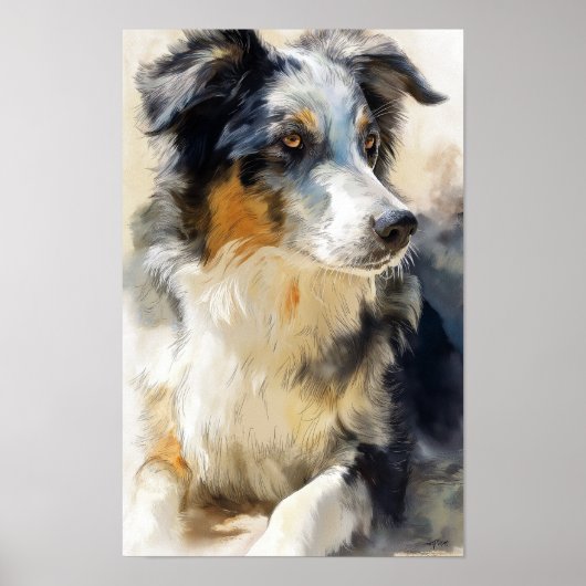Australische herdershond portret poster (Voorkant)