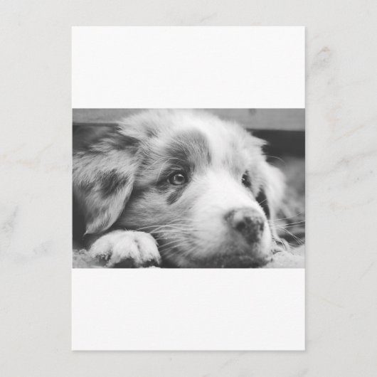 Australische herdershond puppy zwart-wit menu (Voorkant)