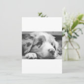 Australische herdershond puppy zwart-wit menu (Staand voorkant)