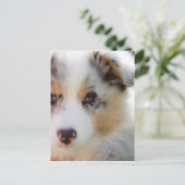 Australische herderspuppy briefkaart (Staand voorkant)